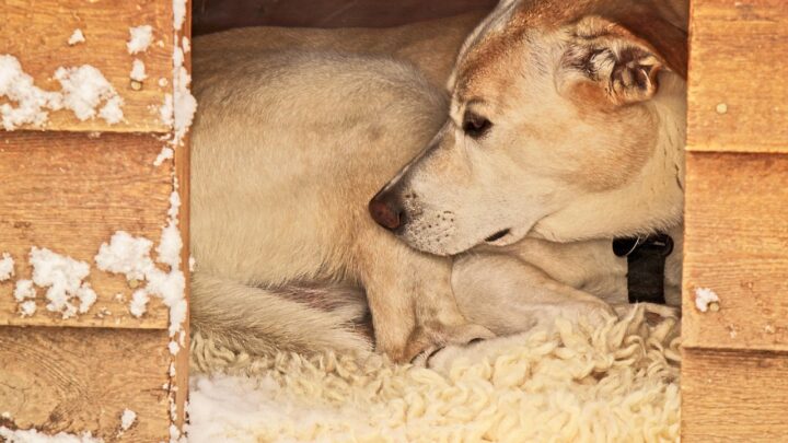 So baut man die perfekte und einladende Hundehütte für den Vierbeiner